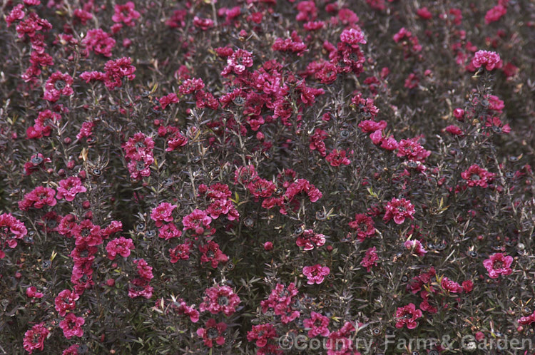 Leptospermum scoparium 'Crimson Glory', one of the many fancy-flowered cultivars of the manuka or tea tree, an evergreen shrub native to New Zealand and southeastern Australia