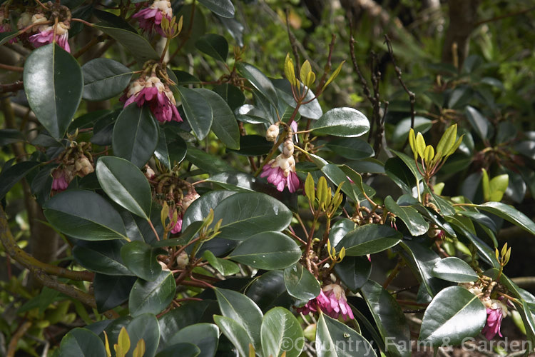 Rhodoleia championii, an evergreen shrub or small tree found from southern China through. Indonesia. It flowers from late winter into spring and can grow to 6m tall