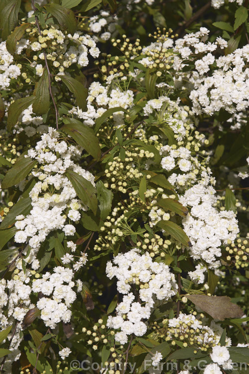 Double-flowered Reeve's Spirea (<i>Spiraea cantoniensis 'Lanceolata' [syn 'Flore Pleno']), a narrow-leaved, double-flowered cultivar of a spring-flowering deciduous shrub native to Japan and nearby part of China. It has a mounding, spreading growth habit with arching branches, eventually growing to around 2m high x over 3m wide. spiraea-3326htm'>Spiraea.
