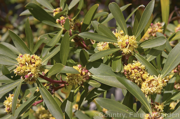 Mountain Pepper. Bush (<i>Tasmannia lanceolata [syns. Drimys lanceolata, Drimys aromatica]), an evergreen 18m high southeastAustralian (including Tasmania</i>) shrub. The flowers are slightly scented; peppery black fruit follow. tasmannia-3349htm'>Tasmannia. <a href='winteraceae-plant-family-photoshtml'>Winteraceae</a>.