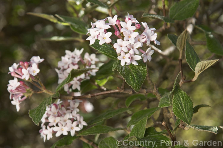 Viburnum bitchiuense, a 3m tall deciduous shrub native to southern Japan and Korea. Its flowers, which open in spring, are heavily fragrant and are followed by small black fruit. viburnum-2081htm'>Viburnum. <a href='adoxaceae-plant-family-photoshtml'>Adoxaceae</a>.