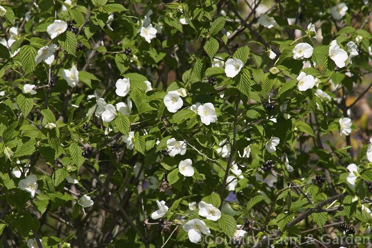 Rhodotypos scandens, a spreading, spring-flowering, deciduous shrub that grows to about 5m high. It is a member of the rose family and a native of China and Japan. The white flowers are followed by small black fruits