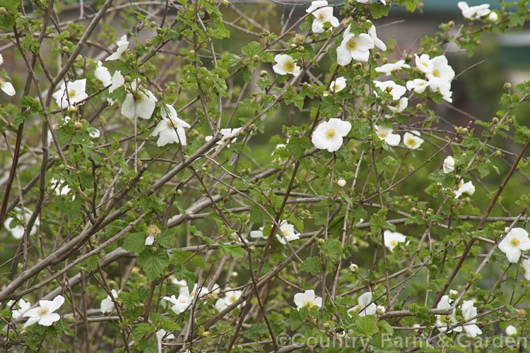 Rubus 'Benenden' (syn 'Tridel. Benenden' [Rubus deliciosus x Rubus trilobus]), a spring-flowering deciduous hybrid bramble with arching stems up to 4m long raised by Collingwood. Ingram of Kent, England in 1950.