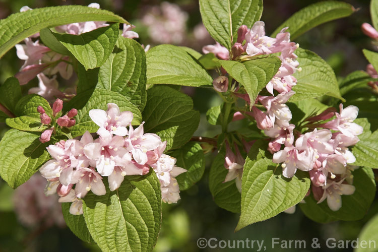 Weigela subsessilis, a deciduous, spring-flowering shrub native to Korea. It grows to around 4m tall and is notable for its arching stems, which often reflex almost to ground level. weigela-2307htm'>Weigela. <a href='caprifoliaceae-plant-family-photoshtml'>Caprifoliaceae</a>.