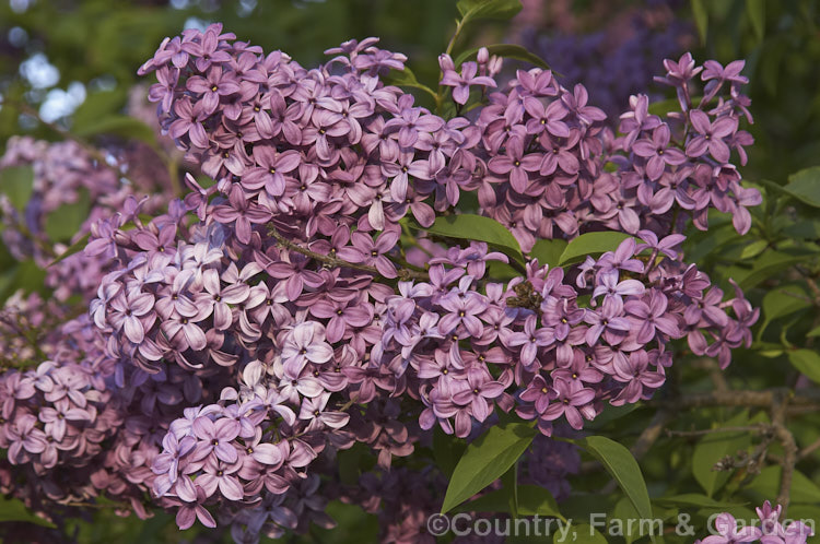 Syringa x chinensis (<i>Syringa persica x Syringa vulgaris</i>), a large, twiggy shrub with flowers similar in size to the Common Lilac (<i>Syringa vulgaris</i>) but borne in large clusters rather than conical heads. The cross originated in France in the 1770s. Order: Lamiales, Family: Oleaceae