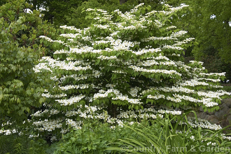 Viburnum plicatum 'Lanarth', a form of a common. Chinese and Japanese spring-flowering deciduous shrub with spreading branches and slightly larger foliage than 'Mariesii', which it resembles. viburnum-2081htm'>Viburnum.. viburnum-2081htm'>Viburnum. <a href='adoxaceae-plant-family-photoshtml'>Adoxaceae</a>.
