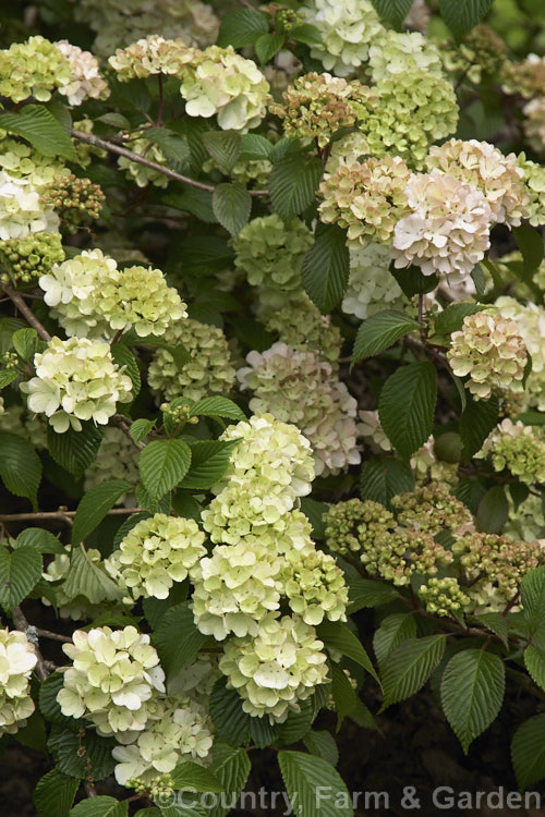 Viburnum plicatum 'Rosacea', a form of a common. Chinese and Japanese spring-flowering deciduous shrub with cream and pink-tinted sterile flowers and bronze new growth. viburnum-2081htm'>Viburnum.. viburnum-2081htm'>Viburnum. <a href='adoxaceae-plant-family-photoshtml'>Adoxaceae</a>.