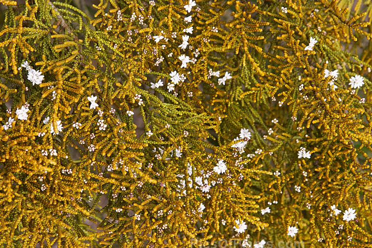 <i>Veronica ochracea</i> (syn. <i>Hebe ochracea</i>) 'James Stirling', a cultivar of an evergreen shrub native to the high-country areas of western Nelson in New Zealand's South Island 'James Stirling' has especially bright golden scaly-foliaged stems and produces heads of small white flowers in late spring. Order: Lamiales, Family: Plantaginaceae