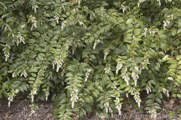Leucothoe fontanesiana 'Rainbow' (syn 'Girard's Rainbow'), a cream and pink-variegated foliage form of a 2m tall evergreen shrub native to the southeastern United States. leucothoe-3084htm'>Leucothoe. Order: Ericales, Family: Ericaceae