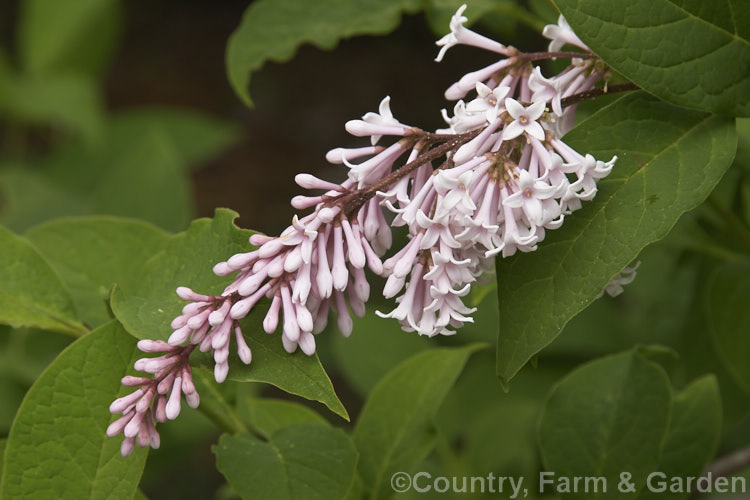 Syringa tomentella 'Superba', a heavy-flowering cultivar of a late spring- to summer-blooming, 3m tall, deciduous shrub native to western China. Order: Lamiales, Family: Oleaceae