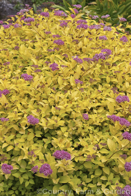 Spiraea japonica 'Golden Princess', a golden-foliaged cultivar of a small, early summer-flowering, deciduous shrub native to Japan and China. spiraea-3326htm'>Spiraea.