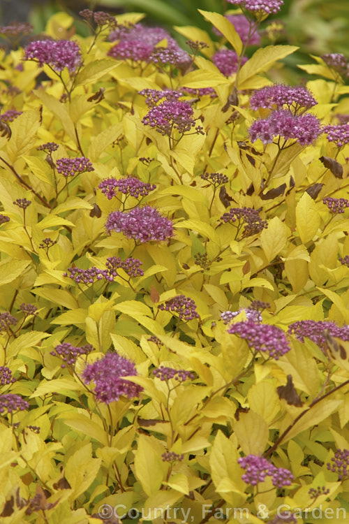 Spiraea japonica 'Golden Princess', a golden-foliaged cultivar of a small, early summer-flowering, deciduous shrub native to Japan and China. spiraea-3326htm'>Spiraea.