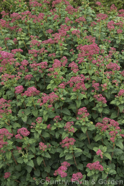 Spiraea japonica 'Bullata', a dwarf, small-leaved cultivar of a compact, early summer-flowering, deciduous shrub native to Japan and China. spiraea-3326htm'>Spiraea.