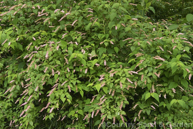 Neillia thibetica, a 2m tall, summer-flowering, western Chinese, deciduous shrub. The racemes of small pink and white flowers are up to 15cm long. neillia-2900htm'>Neillia.