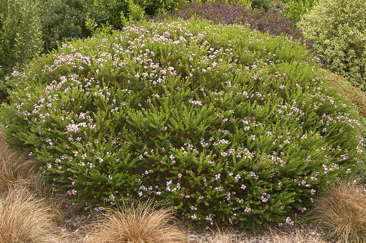 <i>Veronica</i> (syn. <i>Hebe</i>) 'Wiri Cloud'. This is one of the Wiri series of cultivars raised by Auckland Botanic Gardens' curator Jack Hobbs. It is low-growing, compact and heavy-flowering. Order: Lamiales, Family: Plantaginaceae