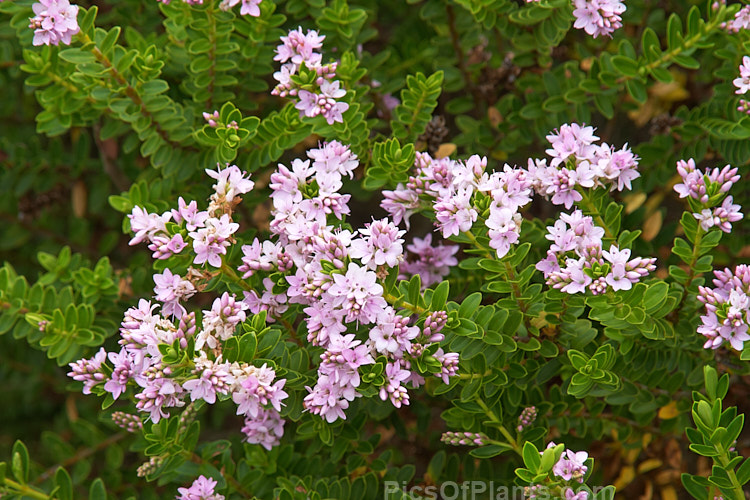 <i>Veronica</i> (syn. <i>Hebe</i>) 'Wiri Cloud'. This is one of the Wiri series of cultivars raised by Auckland Botanic Gardens' curator Jack Hobbs. It is low-growing, compact and heavy-flowering. Order: Lamiales, Family: Plantaginaceae