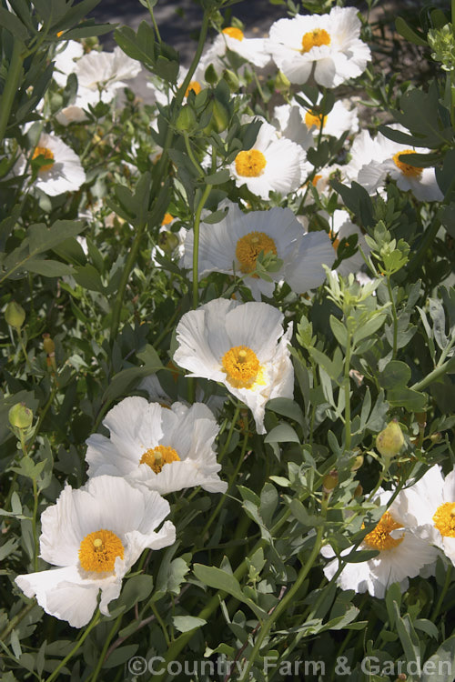 Californian Tree Poppy (<i>Romneya coulteri</i>), a suckering semi-evergreen subshrub or shrub up to 3m tall. Native to southern California and neighbouring parts of Mexico, it flowers from late spring to autumn. Order: Ranunculales, Family: Papaveraceae