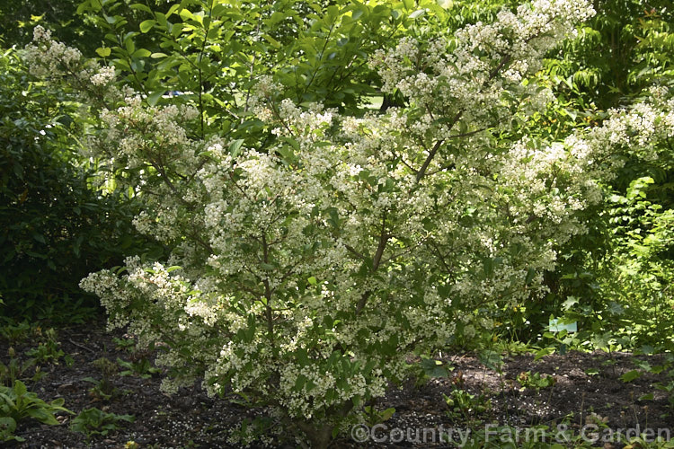 Viburnum erubescens, an early summer-flowering, deciduous or semi-evergreen shrub native to the Himalayas and found in mountainous areas as far south as Sri. Lanka. The flowers are followed by red fruits that blacken when ripe. viburnum-2081htm'>Viburnum.. viburnum-2081htm'>Viburnum. <a href='adoxaceae-plant-family-photoshtml'>Adoxaceae</a>.