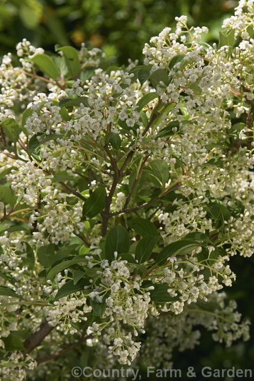 Viburnum erubescens, an early summer-flowering, deciduous or semi-evergreen shrub native to the Himalayas and found in mountainous areas as far south as Sri. Lanka. The flowers are followed by red fruits that blacken when ripe. viburnum-2081htm'>Viburnum.. viburnum-2081htm'>Viburnum. <a href='adoxaceae-plant-family-photoshtml'>Adoxaceae</a>.