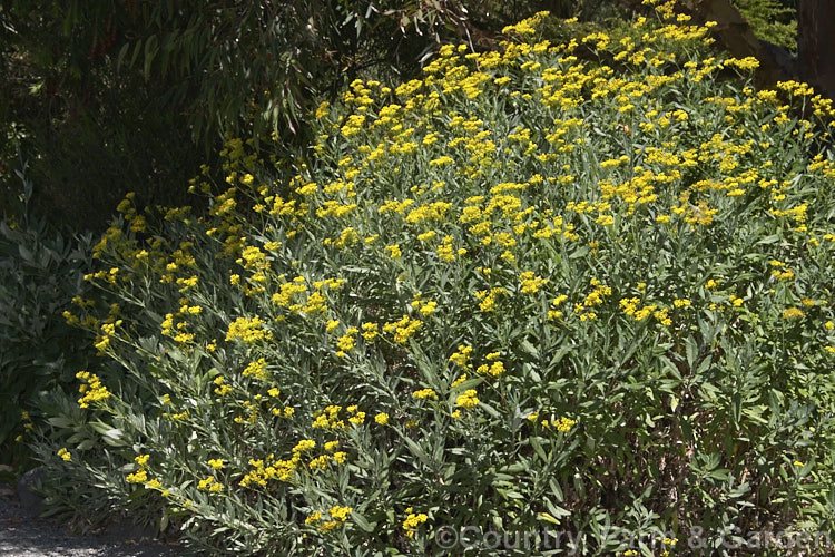 Senecio odoratus, a, spreading, summer-flowering, evergreen subshrub or shrub native to southeastern Australia including Tasmania. senecio-3303htm'>Senecio.