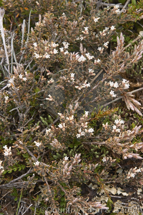 Mountain Heath (<i>Acrothamnus colensoi</i> [syns. <i>Leucopogon colensoi</i>, <i>Leucopogon suaveolens</i>, <i>Cyathodes colensoi</i>]), a New Zealand alpine, evergreen, summer-blooming, often near-prostrate shrub with small white flowers followed by red or sometimes white or pink berries. Order: Ericales, Family: Ericaceae