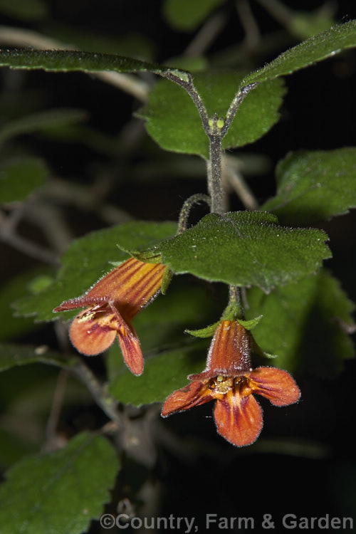 Waiuatua or Matata (<i>Rhabdothamnus solandri</i>), the only New Zealand member of the Gesneriaceae, this 90-180cm tall evergreen shrub flowers sporadically throughout the year