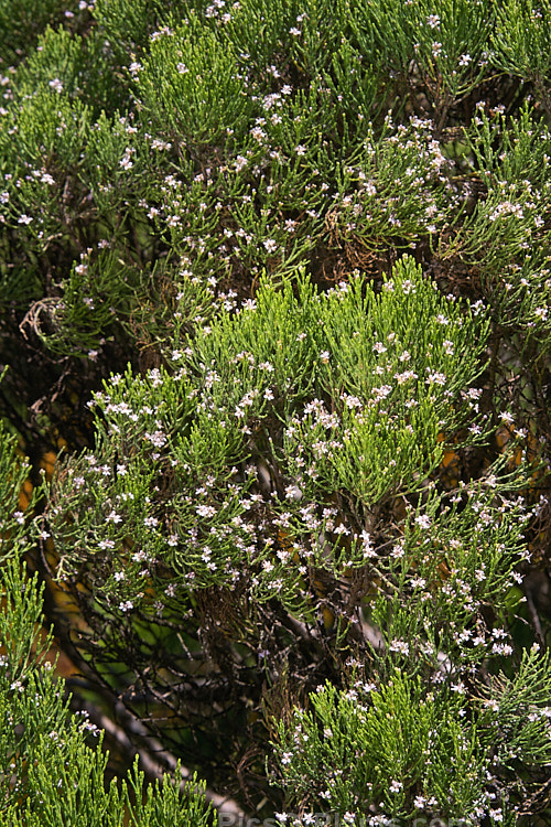 Cypress Hebe (<i>Veronica cupressoides</i> [syn. <i>Hebe cupressoides</i>, <i>Leonohebe cupressoides</i>]), an evergreen, summer-flowering shrub native to the eastern South Island of New Zealand, where it occurs at elevations up to 1500m. The small pale blue flowers are often largely hidden by the fine, conifer-like foliage. Order: Lamiales, Family: Plantaginaceae