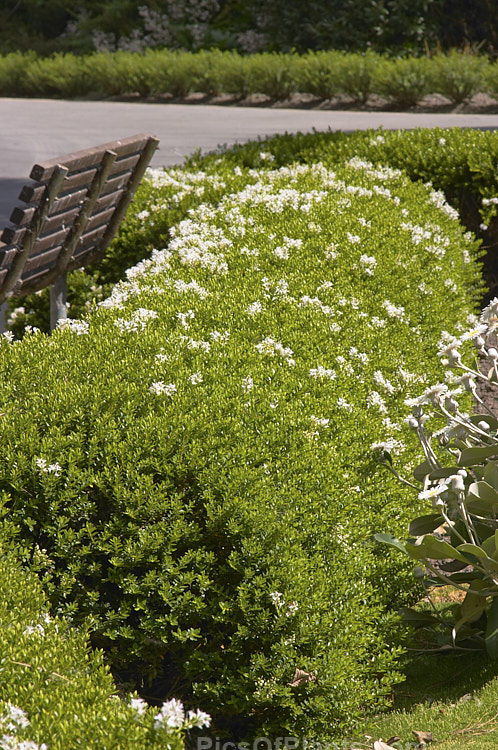 Boxwood Hebe (<i>Veronica odora</i> [syn. <i>Hebe odora</i>]), a compact, densely foliaged New Zealand shrub that flowers in early summer. It is not related to the common box (<i>Buxus sempervirens</i>). Order: Lamiales, Family: Plantaginaceae