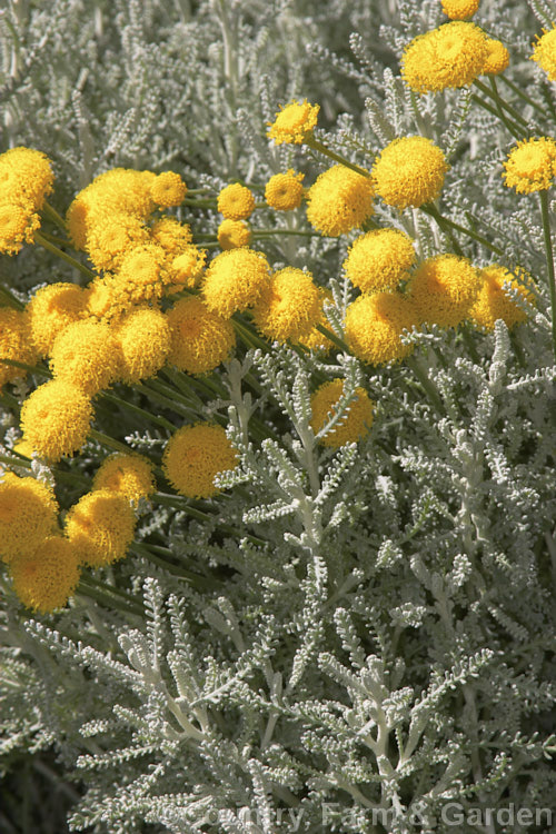 Lavender. Cotton (<i>Santolina chamaecyparissus</i>), an evergreen shrub native to the western and central Mediterranean region. Its small globular flower heads appear from early summer. santolina-2485htm'>Santolina.