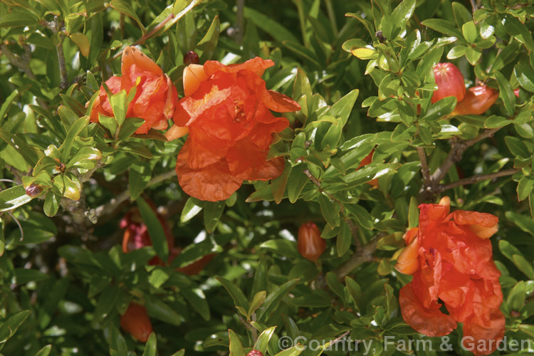 Double-flowered dwarf pomegranate (<i>Punica granatum var. nana 'Flore Pleno'), a very compact pomegranate cultivar with showy double flowers. It does not usually produce edible fruit. punica-2768htm'>Punica. <a href='lythraceae-plant-family-photoshtml'>Lythraceae</a>.