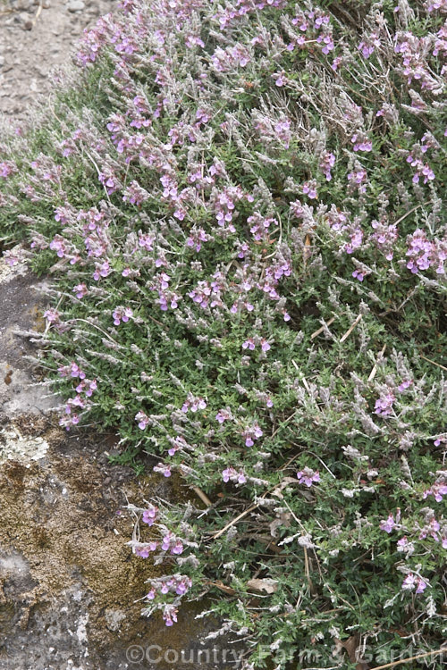 Teucrium subspinosum, a low, spreading, evergreen, summer-flowering subshrub native to Majorca. Its tiny leaves have downy undersides, giving them a rather grey appearance. teucrium-2507htm'>Teucrium.