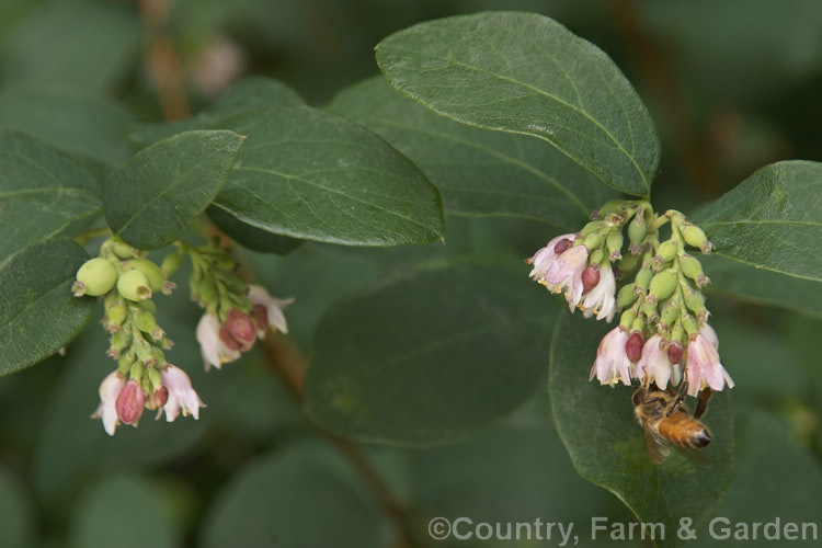 <a href='caprifoliaceae-plant-family-photoshtml'>Caprifoliaceae</a>