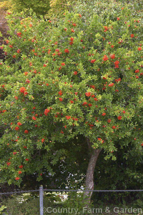 Pomegranate (<i>Punica granatum</i>), a summer- and autumn-flowering 2 x 6m tall deciduous shrub or small tree found from the western Mediterranean to the Himalayas. The fruit needs warm summers to set well and mature to full ripeness. punica-2768htm'>Punica. <a href='lythraceae-plant-family-photoshtml'>Lythraceae</a>.