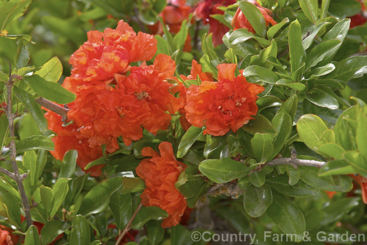 Pomegranate (<i>Punica granatum</i>), a summer- and autumn-flowering 2 x 6m tall deciduous shrub or small tree found from the western Mediterranean to the Himalayas. The fruit needs warm summers to set well and mature to full ripeness. punica-2768htm'>Punica. <a href='lythraceae-plant-family-photoshtml'>Lythraceae</a>.