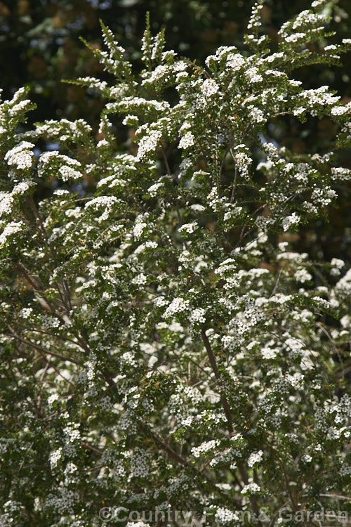 Sannantha crenulata (syns. Babingtonia crenulata, Baeckea crenatifolia</i>), an evergreen, summer-flowering shrub native to eastern Australia. It grows to around 2m tall and has an open, airy habit, but can be trimmed to a dense, compact bush. sannantha-3277htm'>Sannantha. .