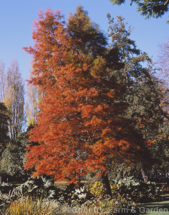 Swamp Cypress or Bald. Cypress (<i>Taxodium distichum</i>) in autumn. One of the few deciduous conifers. Capable of growing in shallow water, this species is native to the southeast United States. taxodium-2129htm'>Taxodium. Order: Pinales, Family: Cupressaceae
