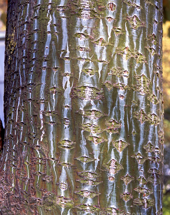 Snakebark Maple (<i>Acer davidii</i>), a 15m tall Chinese deciduous tree notable for its grey-green bark, which is heavily overlaid with white and pale grey striping. Order: Sapindales, Family: Sapindaceae