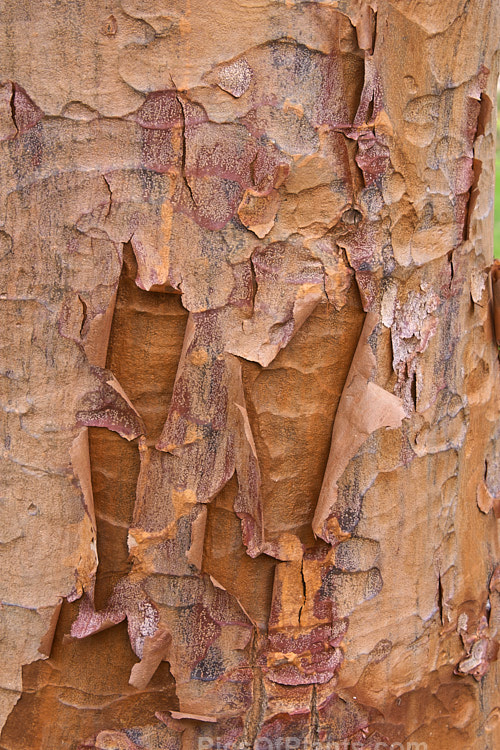 The peeling bark of the Paperbark Maple (<i>Acer griseum</i>), a 6-12m tall tree from central China. Known for its beautiful peeling, papery bark, its foliage does not colour reliably in autumn but can develop attractive splashes of purple-red. Order Sapindales, Family: Sapindaceae