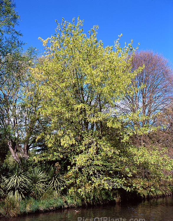 Big Leaf Maple or Oregon Maple (<i>Acer macrophyllum</i>) in spring. This 25-30m tall tree is native to western North America. Its leaves are up to 28cm wide and the flowers hang from stems up to 25cm long. Order: Sapindales, Family: Sapindaceae