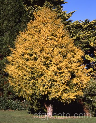 Golden totara (<i>Podocarpus totara 'Aurea'), a golden yellow-leaved form of a 30m tree native to New Zealand. The species is a source of an extremely durable and beautifully marked resinous timber and is distinguished by its stout trunk and peeling bark, but the golden form is generally restricted to ornamental use as it is smaller and slower growing. Order: Araucariales, Family: Podocarpaceae