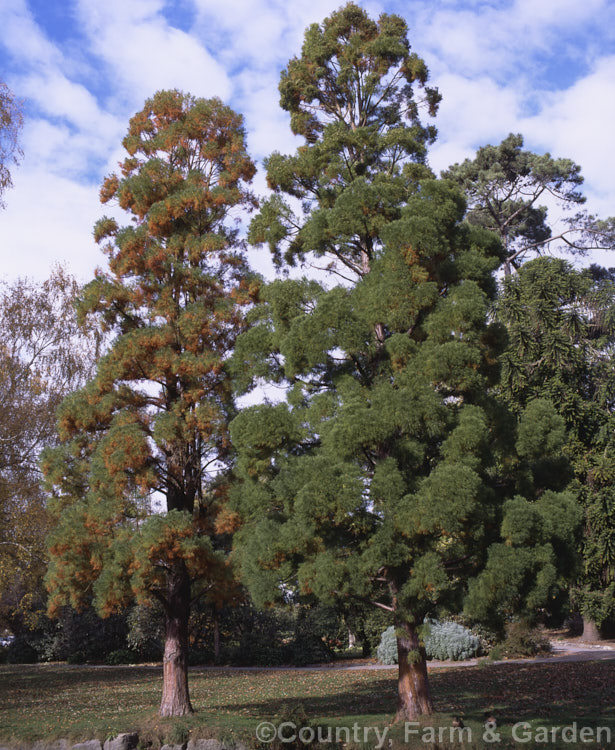 Chinese Swamp Cypress (<i>Glyptostrobus pensilis</i>), a 25m tall deciduous conifer similar to Taxodium distichum but lacking 'knees'. From southeast China and northern Vietnam, but now perhaps extinct in the wild. glyptostrobus-3001htm'>Glyptostrobus. Order: Pinales, Family: Cupressaceae