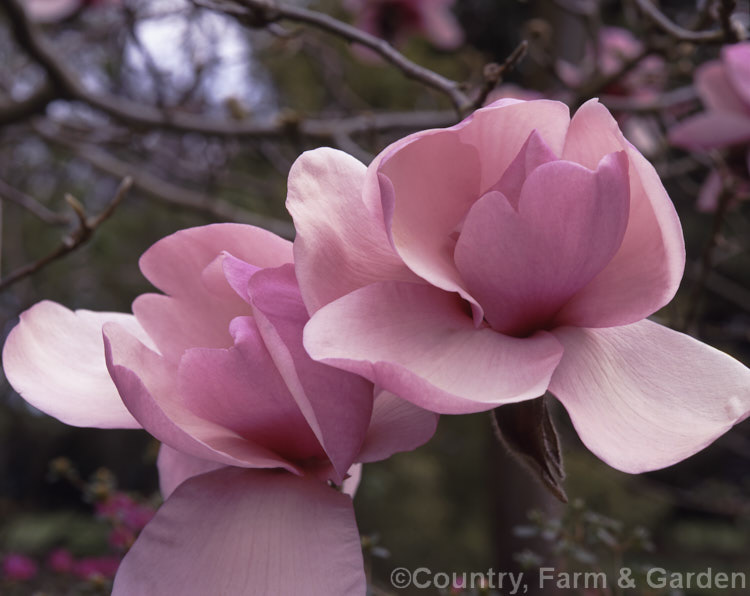 Magnolia 'Iolanthe' (<i>Magnolia 'Mark. Jury' x Magnolia x soulangiana 'Lennei'), an extremely large-flowered New Zealand -raised Felix. Jury hybrid magnolia that flowers from an early age. Introduced in 1974. Order: Magnoliales, Family: Magnoliaceae