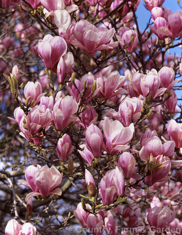 Magnolia x soulangiana 'Alexandrina' (<i>Magnolia denudata x Magnolia liliiflora</i>), a large-growing, early-flowering cultivar introduced by Cels of Paris, France in 1831. Order: Magnoliales, Family: Magnoliaceae