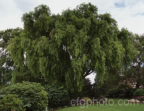 Weeping Willow (<i>Salix babylonica</i>), a deciduous tree found over much of the temperate. Middle. East and Asia. It often grows near watercourses, reaches as much as 20m tall and has strongly pendulous branches. Order: Malpighiales, Family: Salicaceae