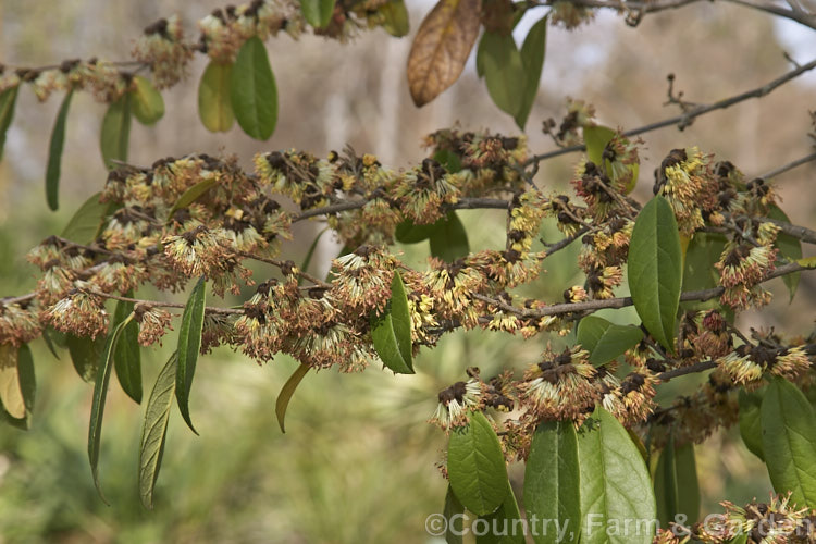 <a href='hamamelidaceae-plant-family-photoshtml'>Hamamelidaceae</a>