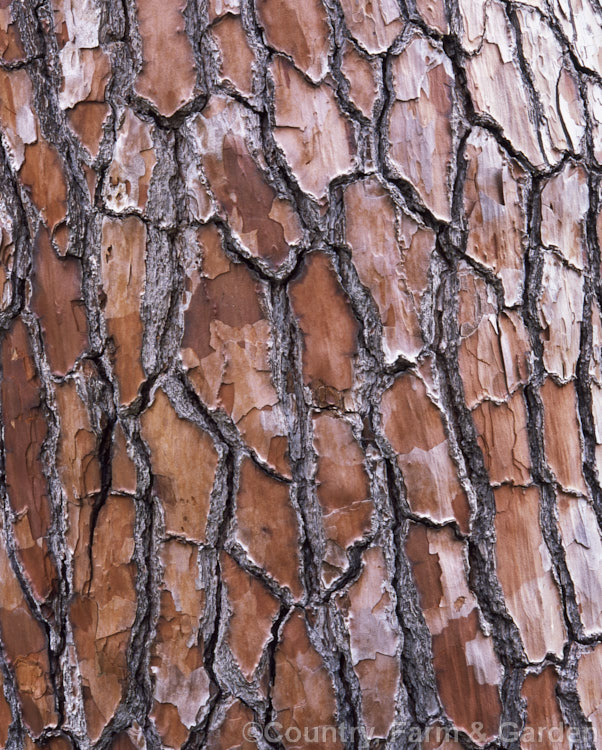 The bark of the Maritime. Pine (<i>Pinus pinaster [syn. P maritima]), a 35m tall evergreen conifer found in coastal regions from Atlantic. Europe around the Mediterranean to Greece. Order: Pinales, Family: Pinaceae