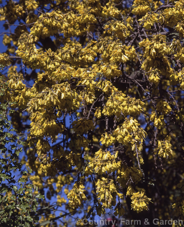Kowhai (<i>Sophora tetraptera</i>), a briefly deciduous tree from New Zealand andChile. Its flowers are rich in nectar, appear from late winter (as the foliage drops</i>) and are a New Zealand national symbol. sophora-2142htm'>Sophora.