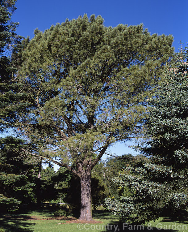 Soledad. Pine or Torrey. Pine (<i>Pinus torreyana</i>), an evergreen coniferous tree that occurs naturally only in San. Diego. County, California. Its bark is deeply fissured and the needles can grow to 30cm long. It has a broad crown and can grow to 35m tall, though in the wild it rarely exceeds 15m in height. Order: Pinales, Family: Pinaceae