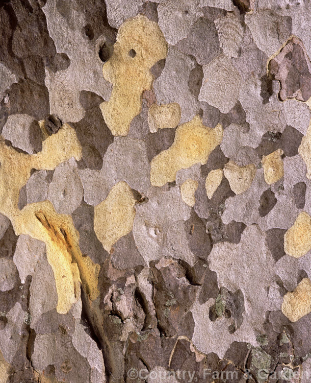 Bark of the Oriental Plane (<i>Platanus orientalis</i>), a 30m tall tree found from south-east. Europe to western Asia. platanus-2742htm'>Platanus. <a href='platanaceae-plant-family-photoshtml'>Platanaceae</a>.