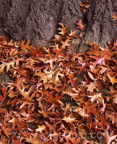 Fallen leaves of the Pin Oak (<i>Quercus palustris</i>), a 20-35m tall deciduous tree native to northeast. North America, renowned for its red autumn foliage. Order: Fagales, Family: Fagaceae